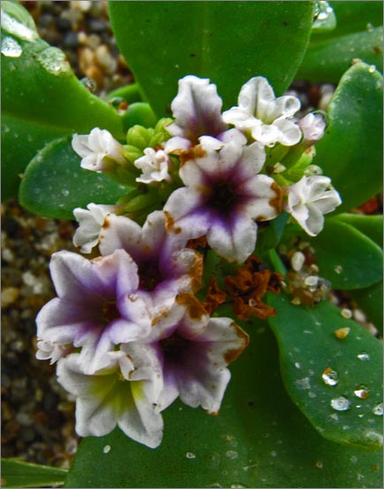 sm 270 Salt Heliotrope.jpg - Salt Heliotrope (Heliotropium curassavicum): A thick leaved native which grew in the sand very close to the beach.